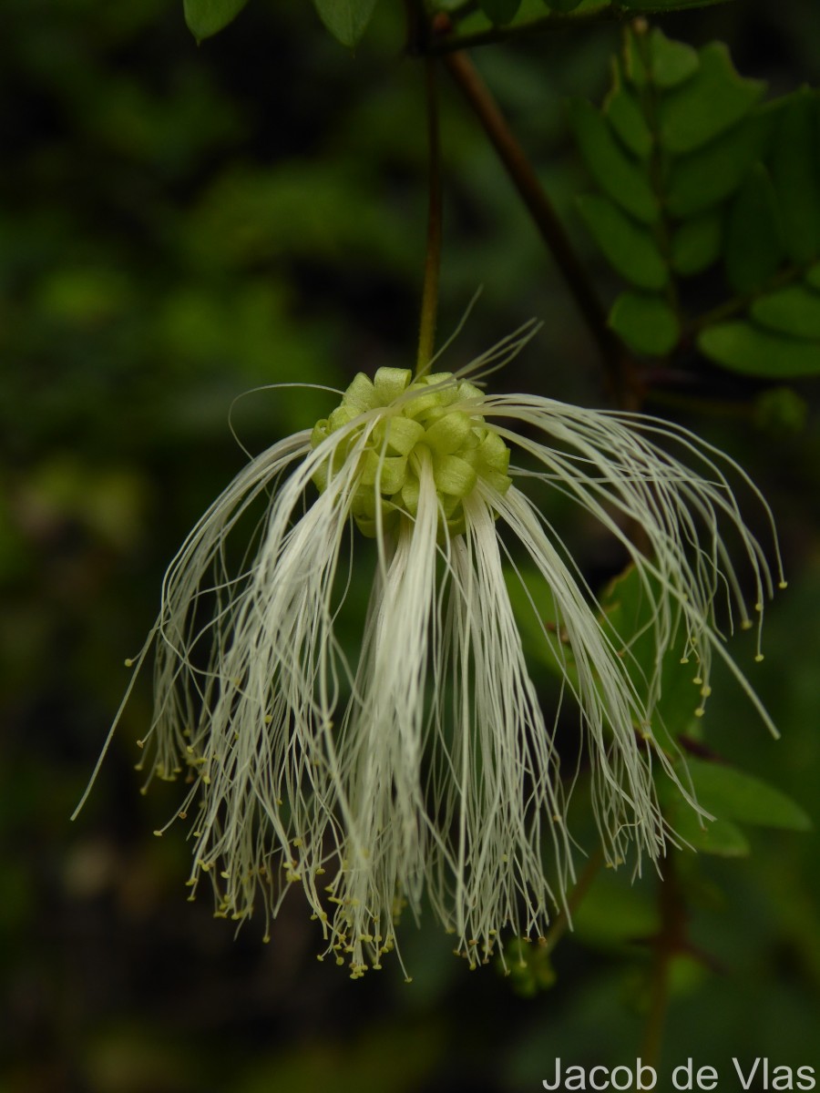 Thailentadopsis nitida (Vahl) G.P.Lewis & Schrire